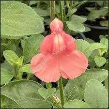 Salvia Papajan, Ophalen, Halfschaduw