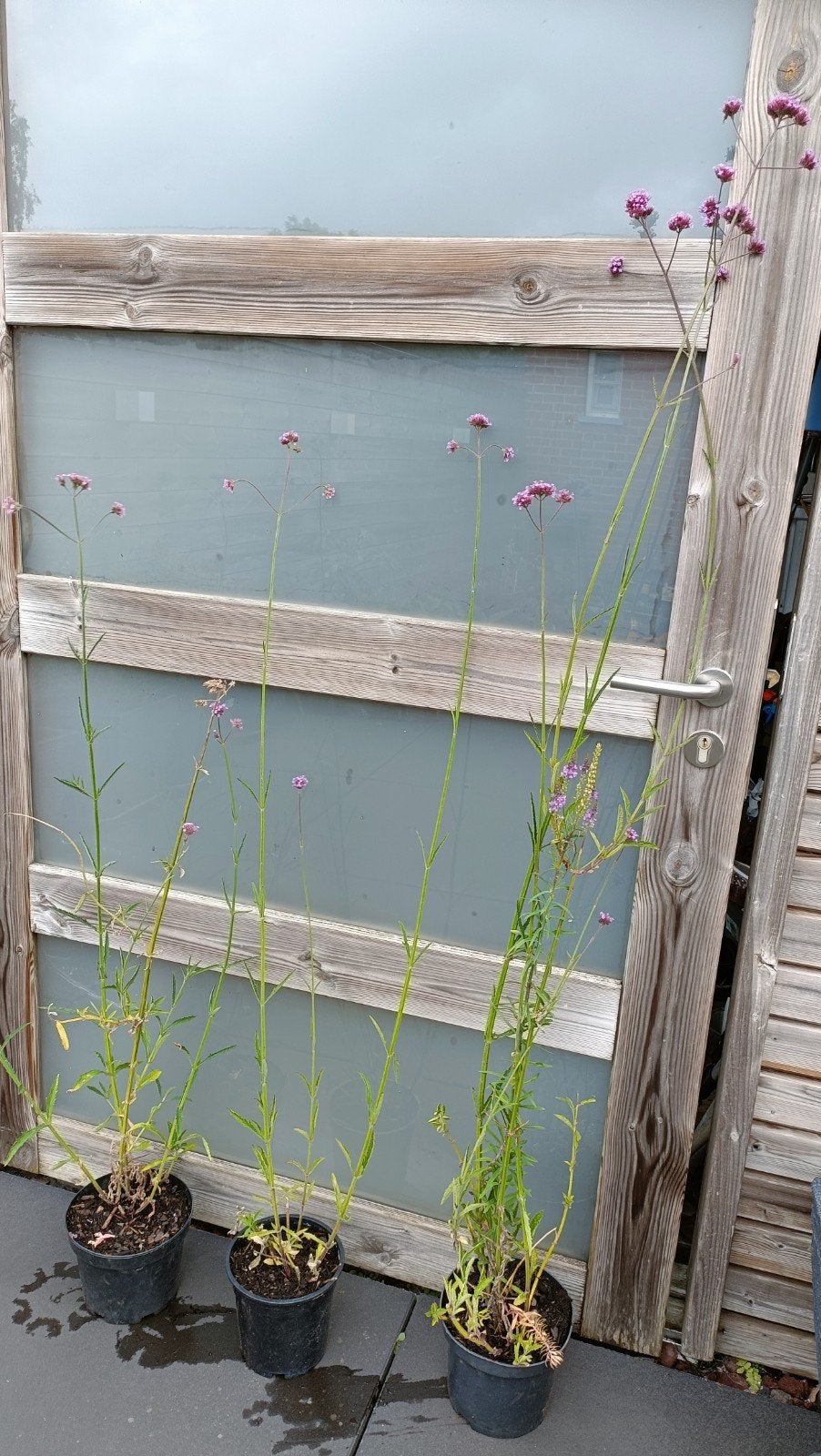 Grote bloeiende verbena planten uitgehaald, Tuin en Terras, Planten | Tuinplanten, Ophalen