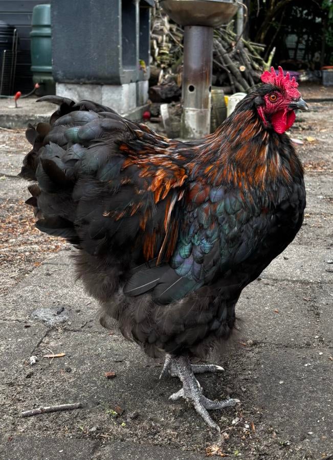 Zwart met goud Orpington XL haan, Dieren en Toebehoren, Pluimvee, Kip