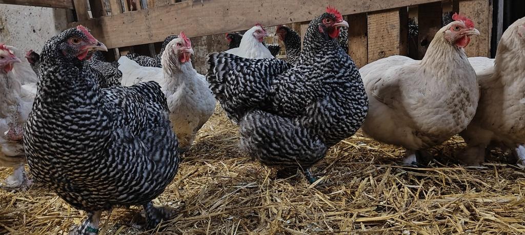 Mechels hoen - koekoek wit en zwart, Meerdere dieren, Kip
