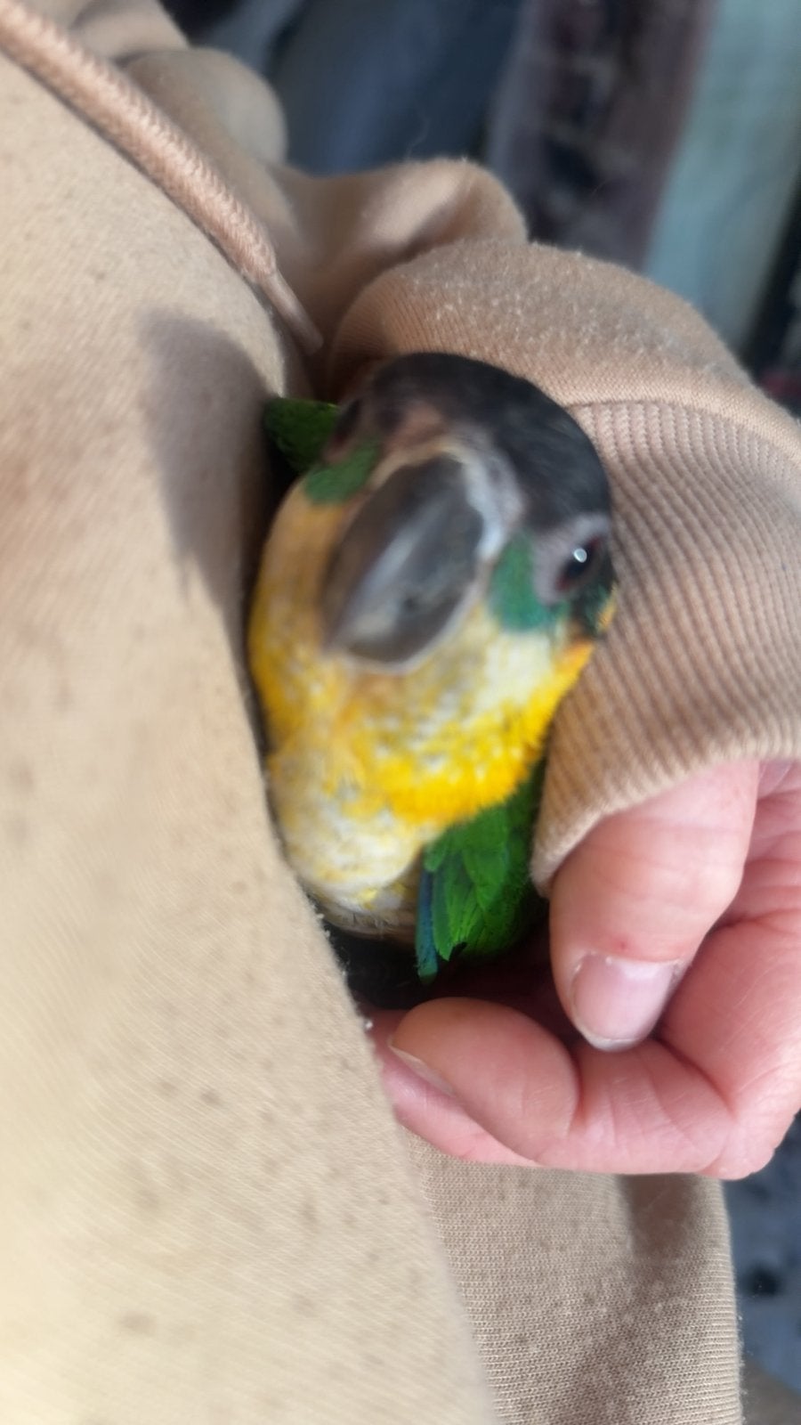 Cage perroquet caique 5 mois, Animaux & Accessoires, Enlèvement