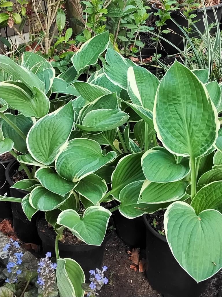 Hosta francee, hartlelie, pot 3liter, Tuin en Terras, Planten | Tuinplanten, Ophalen, Zomer, Vaste plant, Halfschaduw