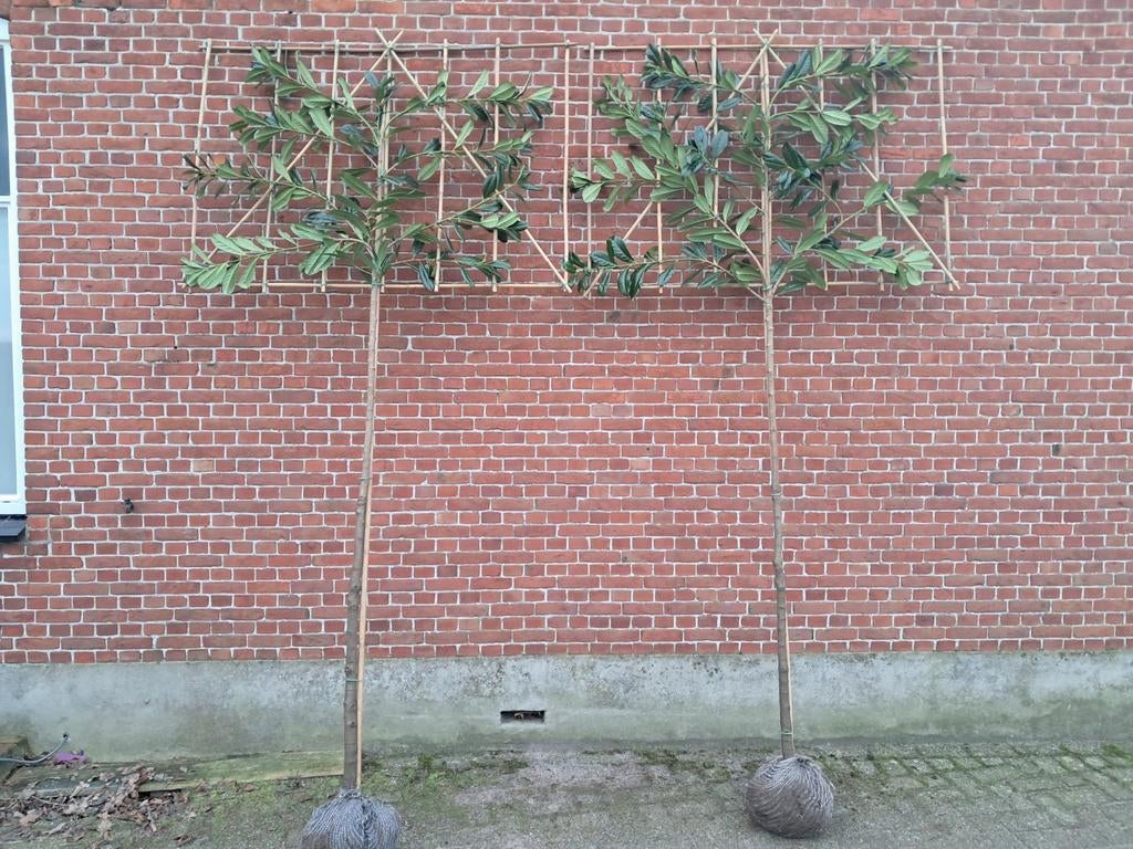 Leilaurier prunus novita groenblijvende leibomen, Enlèvement, Hiver, Espalier
