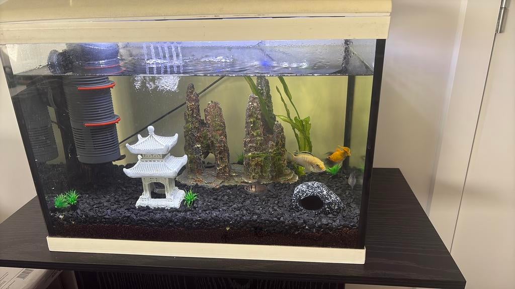 Aquarium te koop, Dieren en Toebehoren, Ophalen, Gebruikt