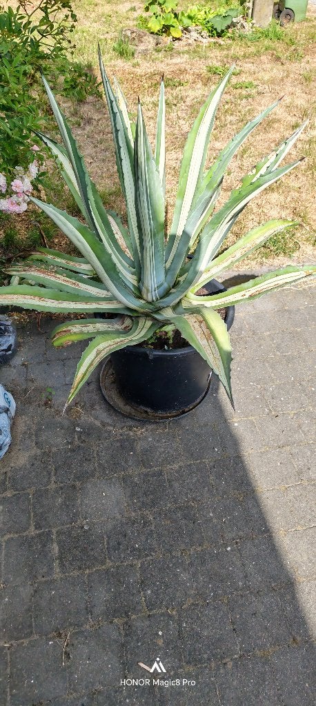 Agave 1,20m de large et 90cm de hauteur, Jardin & Terrasse, Plantes | Jardin, Enlèvement