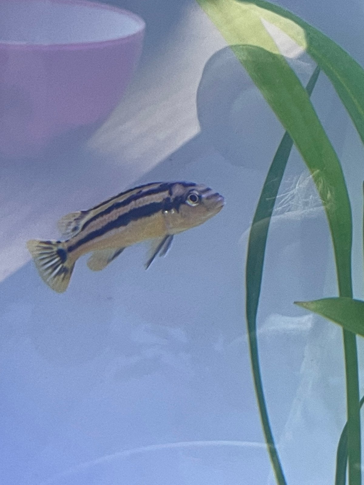 2x  melanochromis, Vis, Zoetwatervis