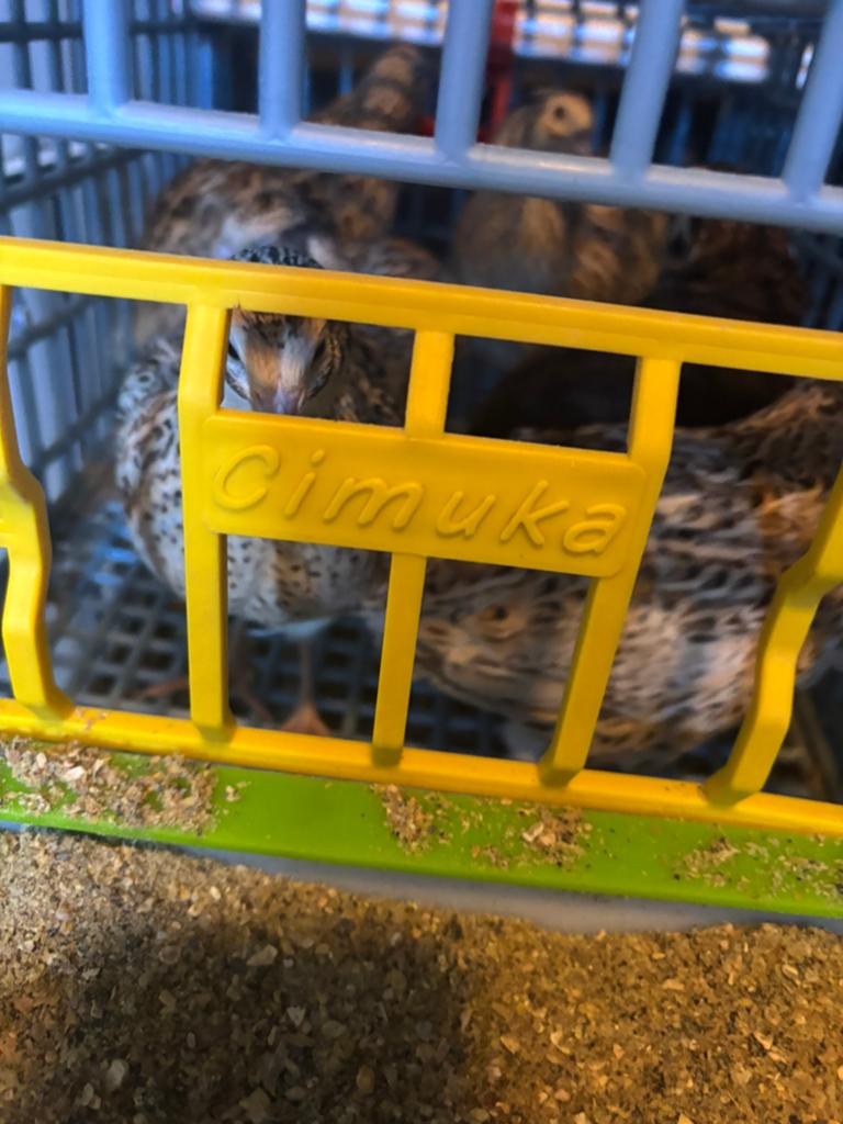 Japanse jumbo kwartels, Meerdere dieren, Overige soorten