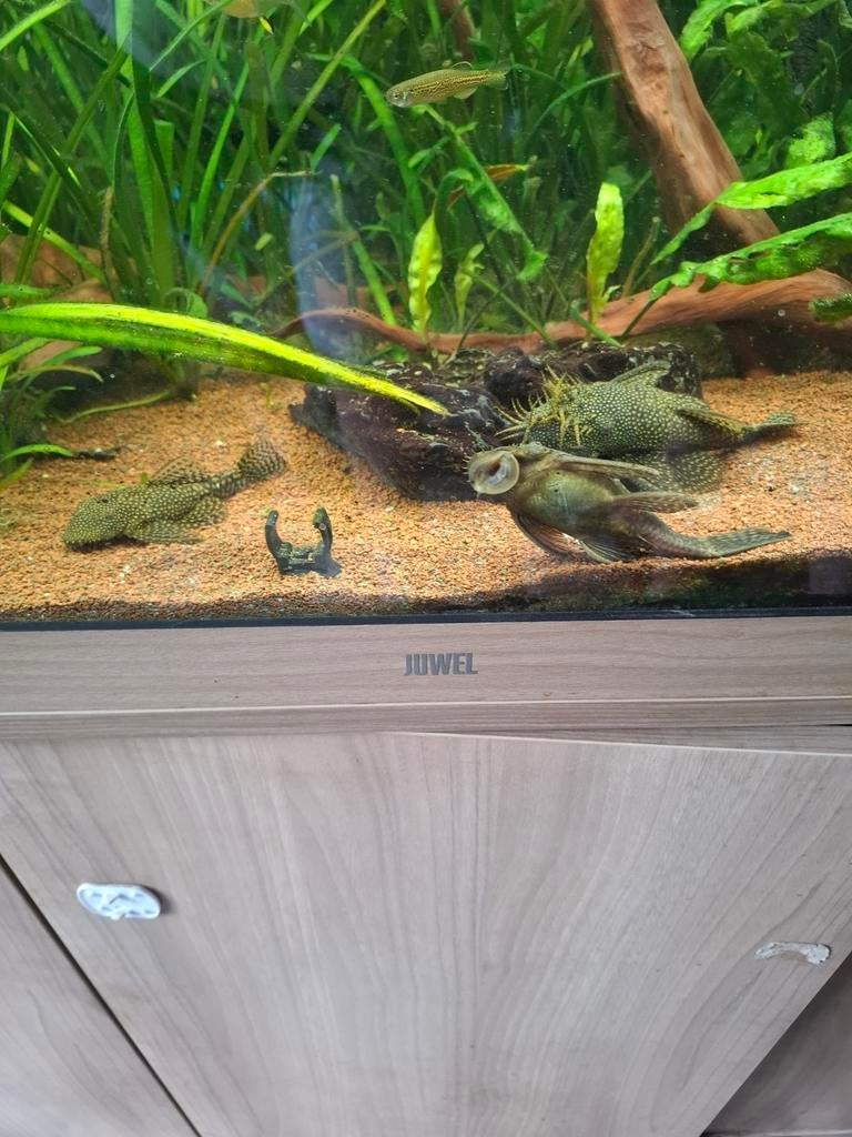 Poisson, Vis