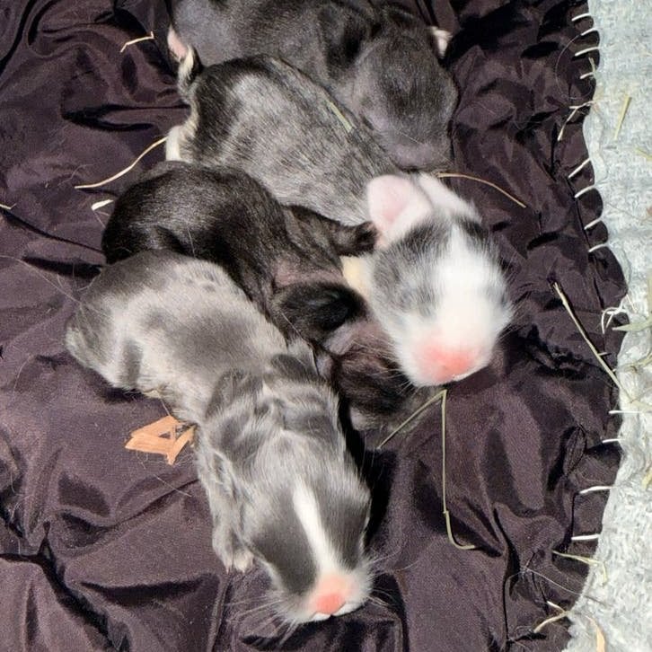 4 Bebe lapin, Dieren en Toebehoren, Meerdere dieren, Overige typen, Tam, September