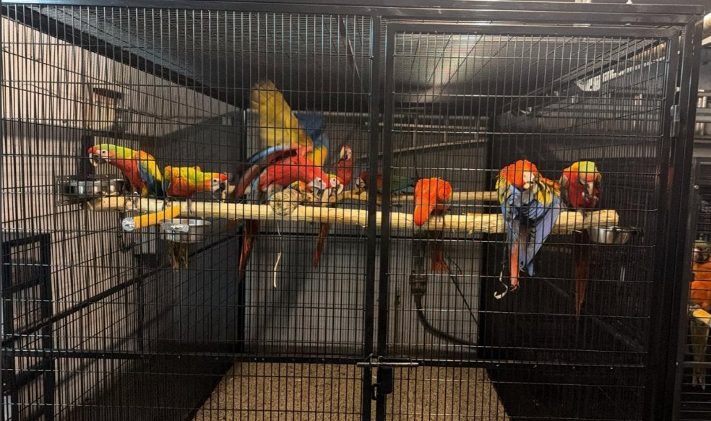 CAGE À PERROQUETS NOUVELLE VOLIÈRE, Enlèvement