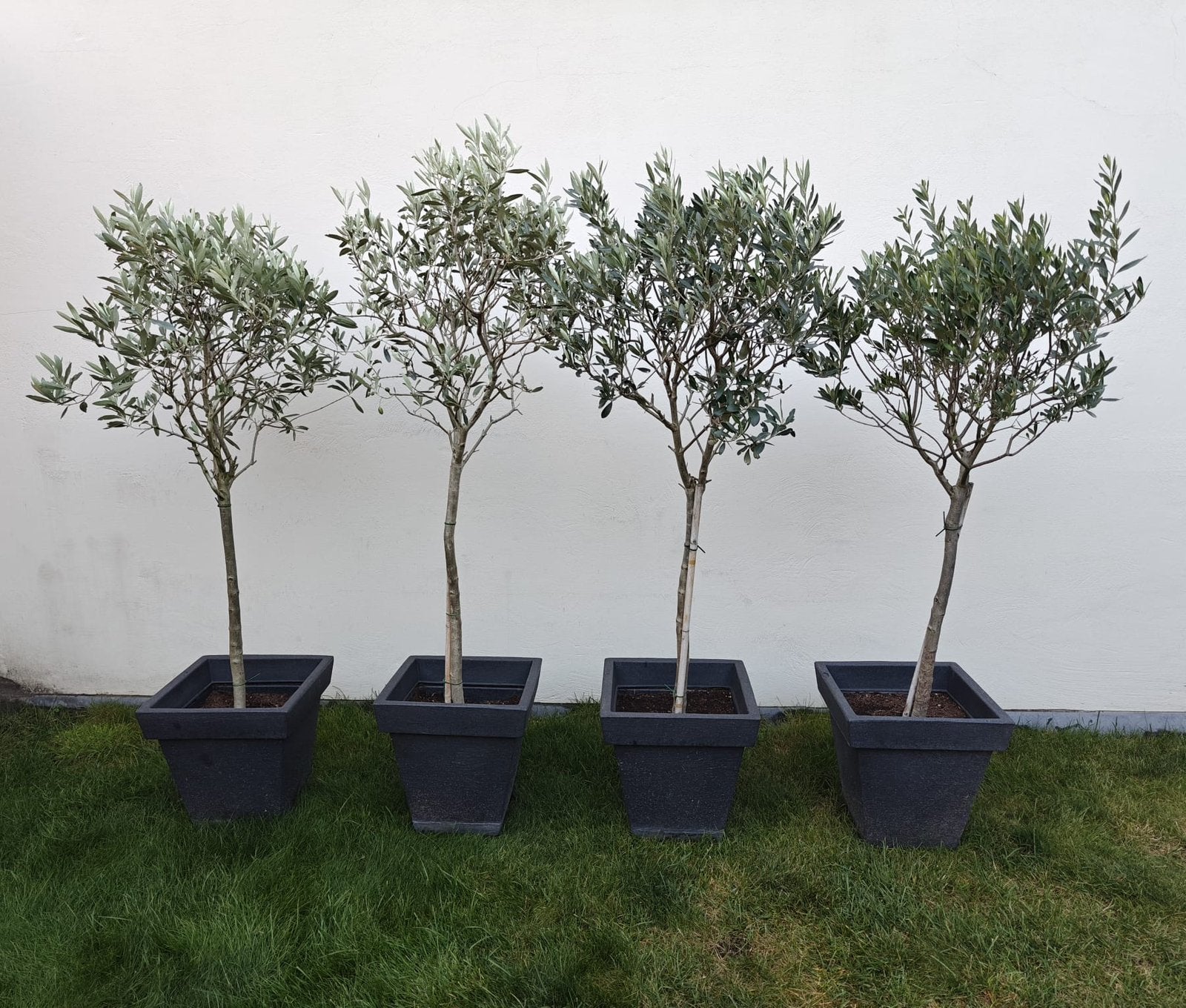 Olivier, Jardin & Terrasse, Plantes | Arbres, Enlèvement, Olivier