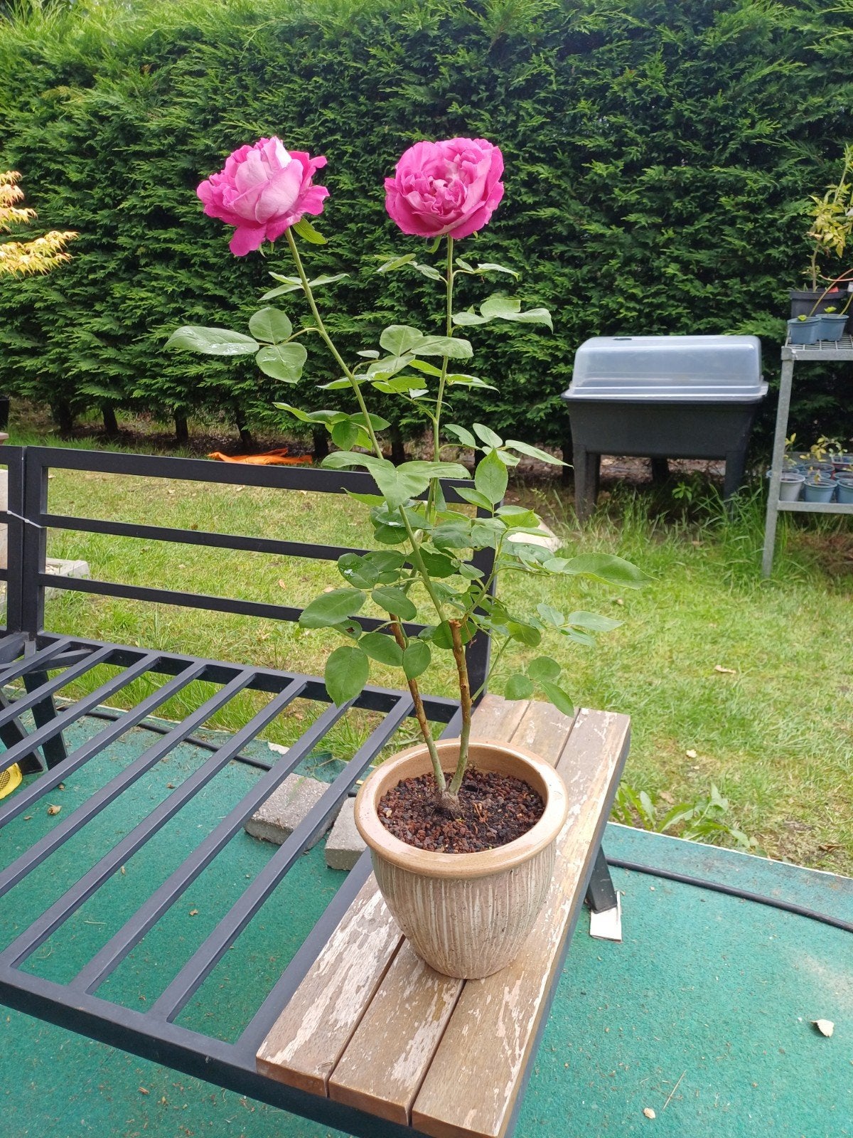 1 roos, Jardin & Terrasse, Plantes | Arbres, Enlèvement