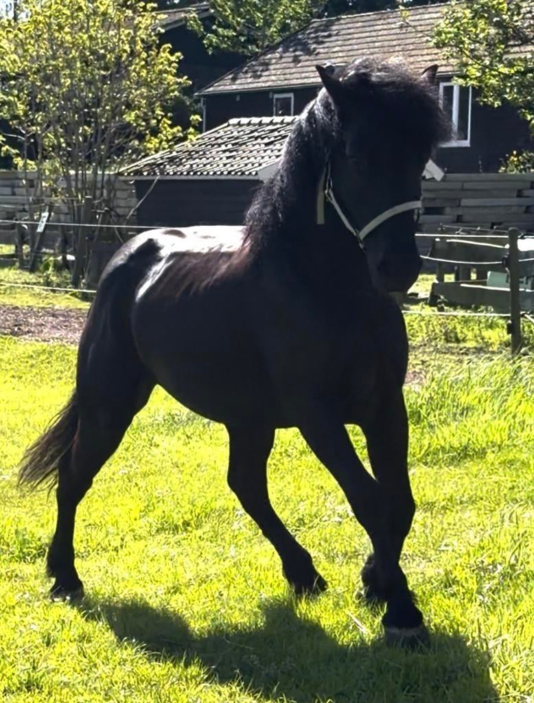 Hou jij van een uitdaging? Bekijk deze zwarte parel is, Dieren en Toebehoren, Pony's, B, Ruin, Recreatiepony, D pony (1.37m tot 1.48m)