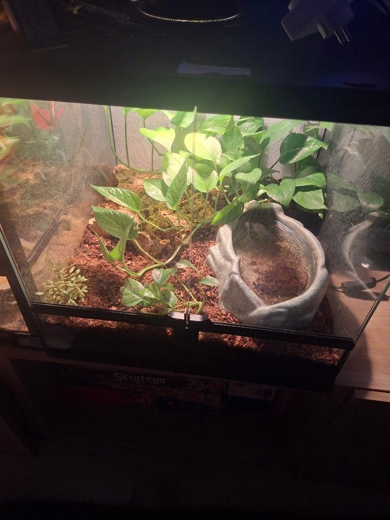 Pacman kikker met terra compleet  als ook 2 gekkos met terra, Overige soorten, Met terrarium, 0 tot 2 jaar