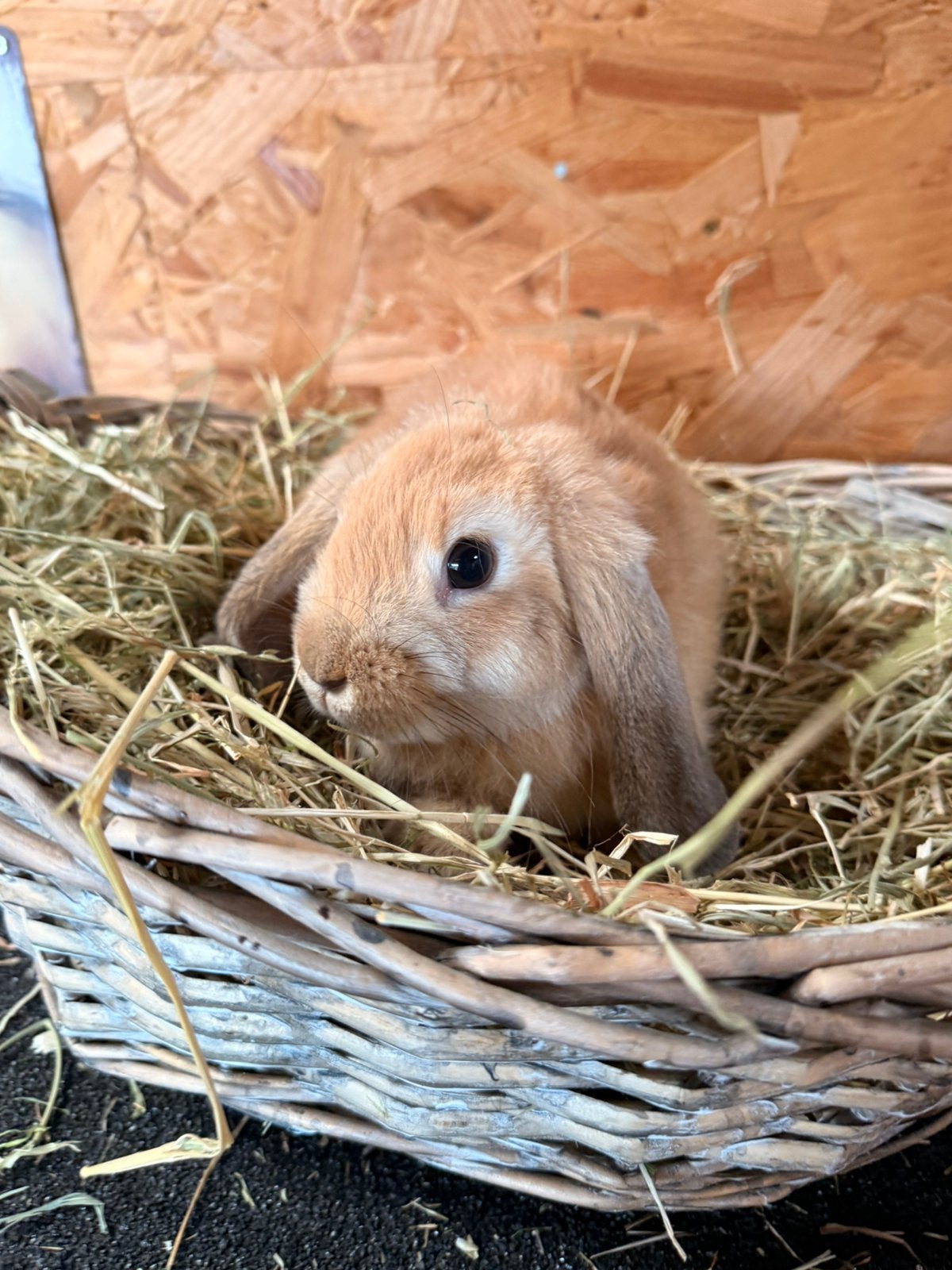 Nederlandse hangoor konijn, Animaux & Accessoires, Lapins, Plusieurs animaux, Nain, Oreilles tombantes, 0 à 2 ans