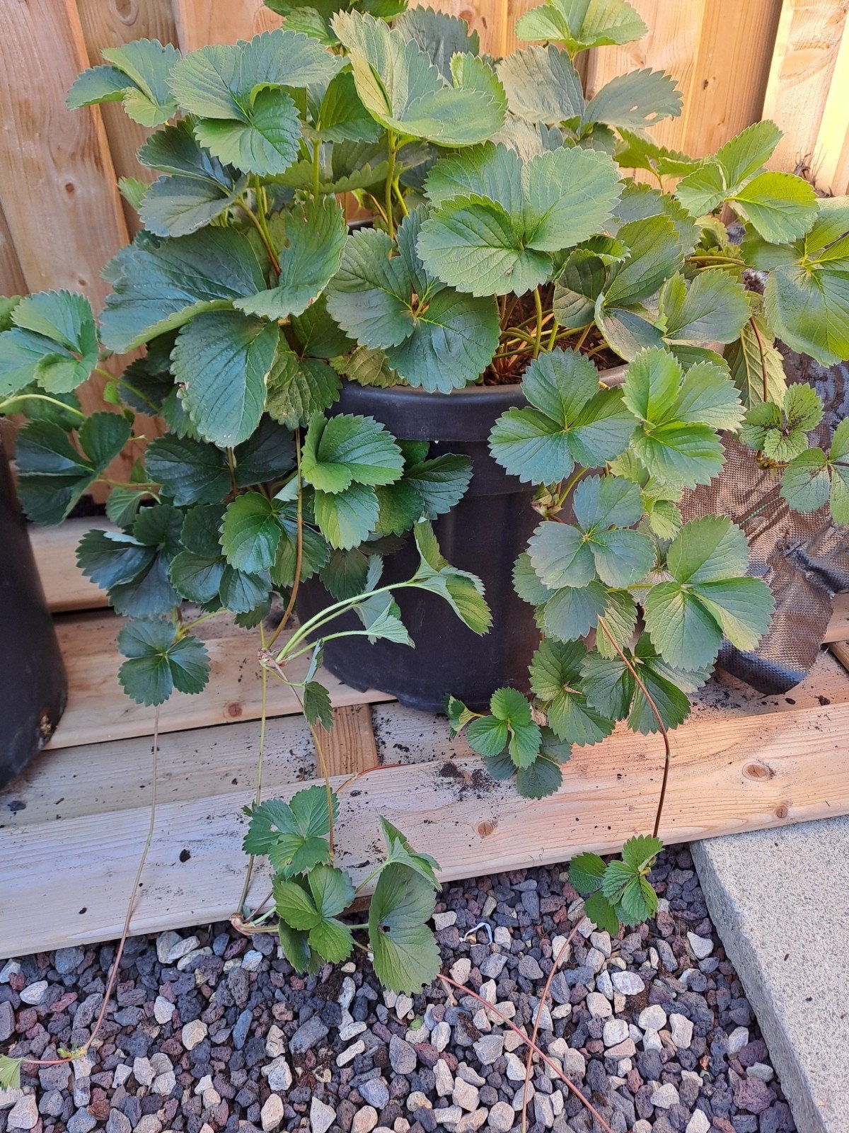 aardbeien, Ophalen