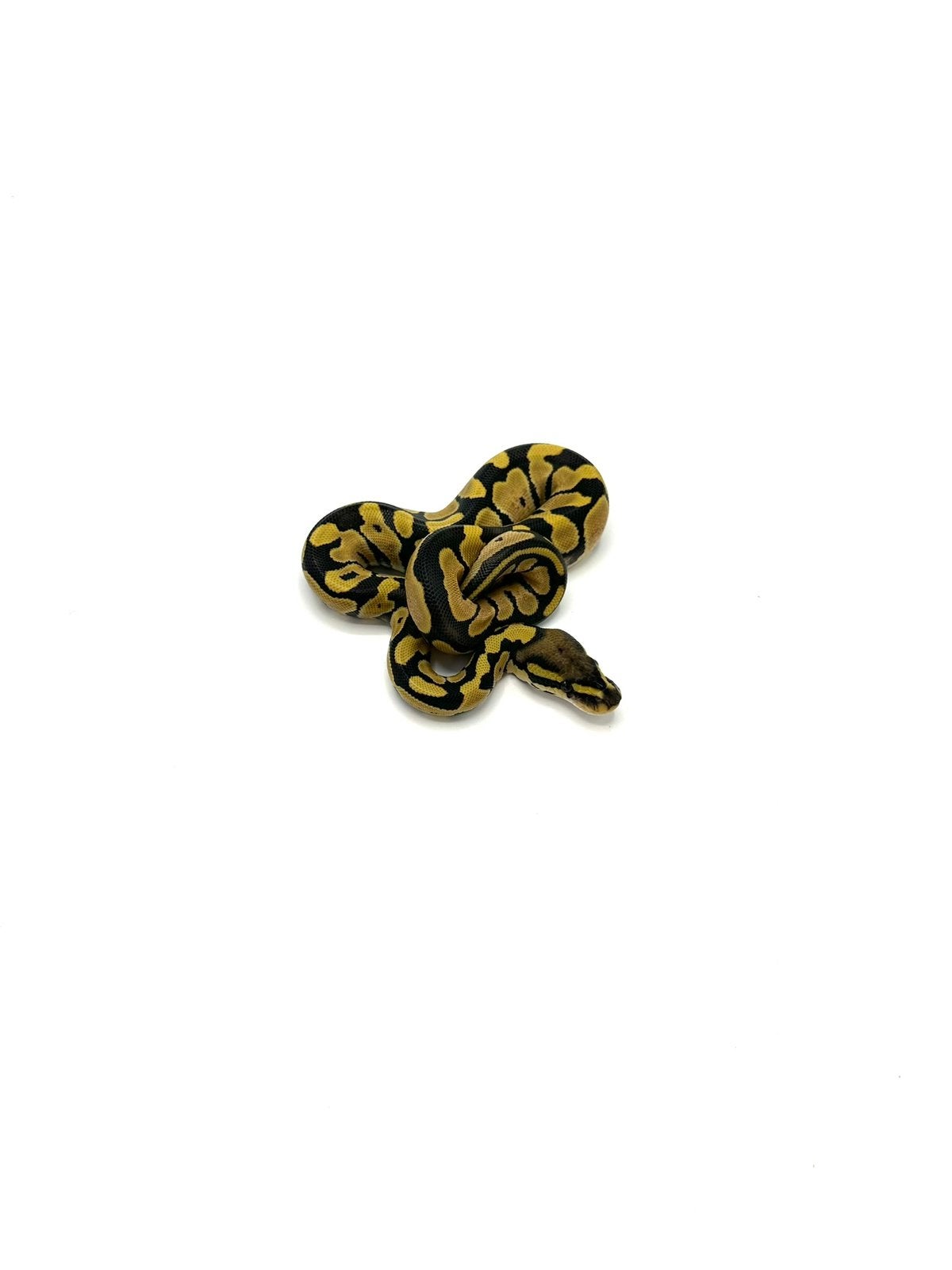Diverse Python regius - koningspythons Ball Python photo 17