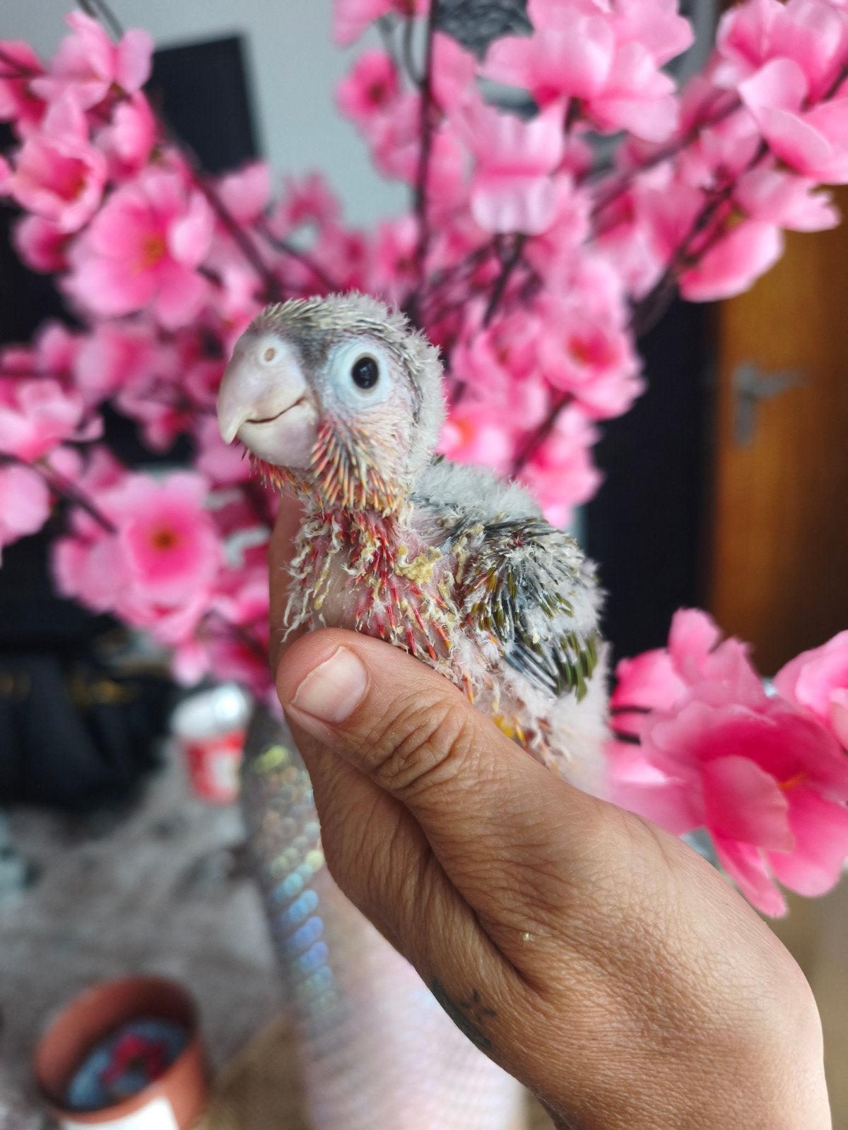 Conure Molinae, Dieren en Toebehoren, Vogels | Parkieten en Papegaaien