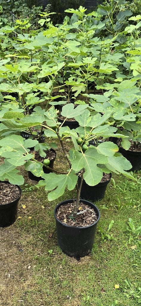 vijgenboom, Tuin en Terras, Ophalen, In pot, 100 tot 250 cm, Zomer