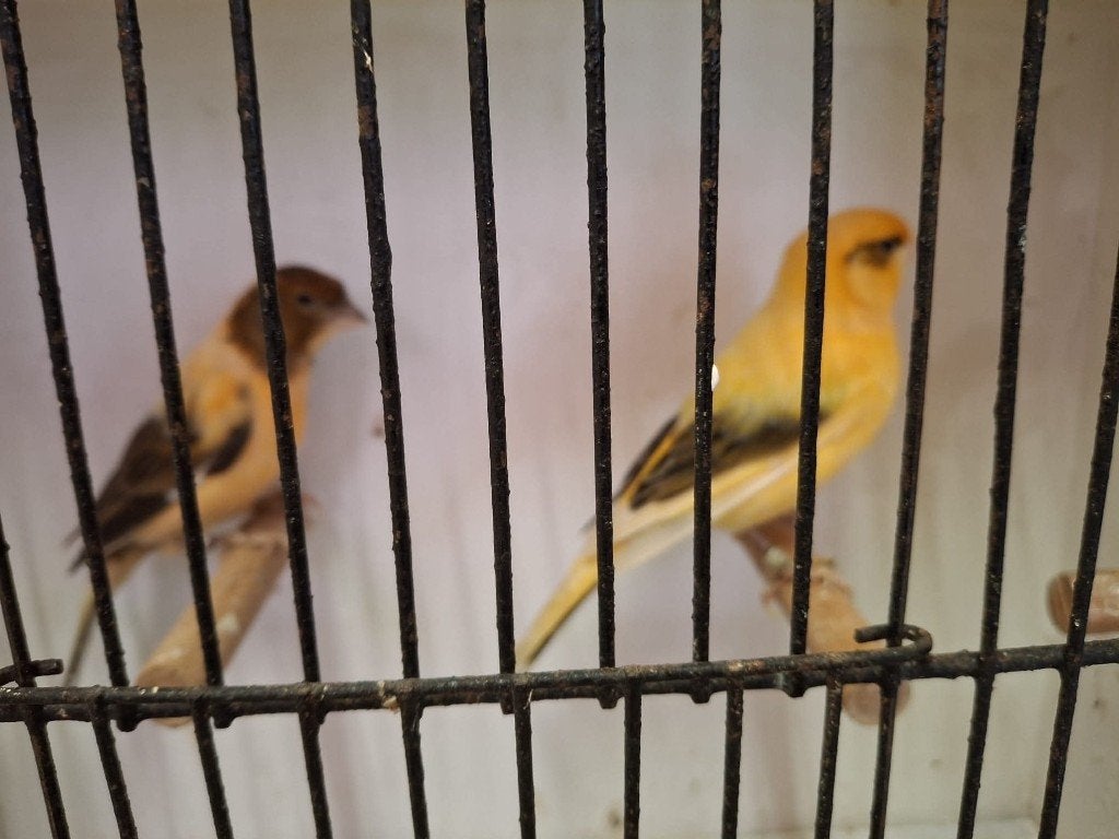 mooi koppel kanaries, Dieren en Toebehoren