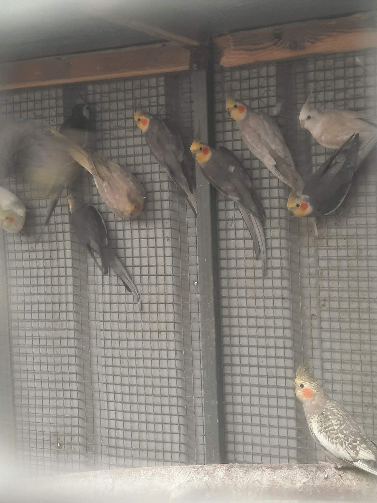 valkparkiet, Dieren en Toebehoren, Vogels | Parkieten en Papegaaien, Meerdere dieren, Parkiet, Geringd