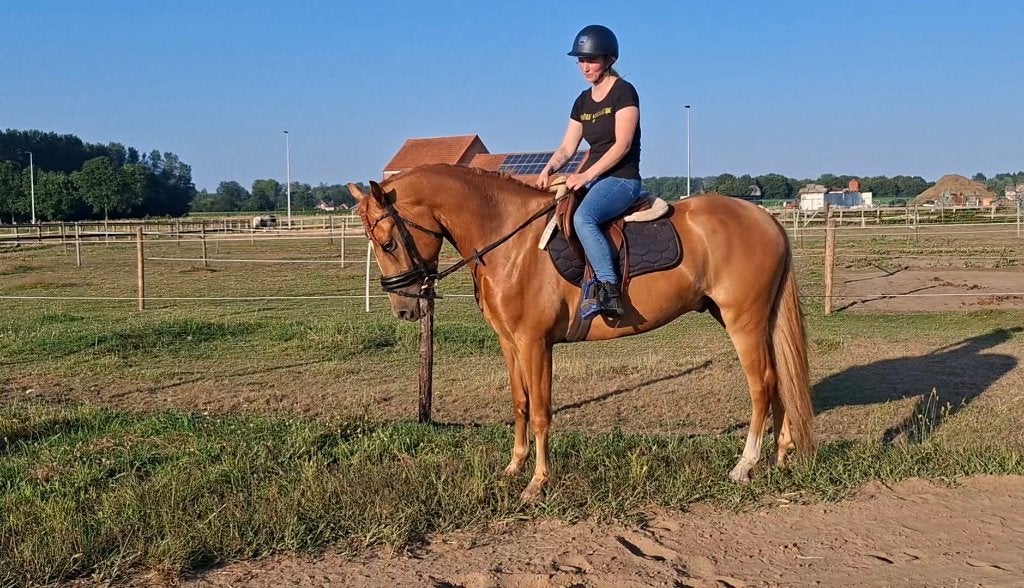 Toekomstige sport pony, Poney de dressage, Hongre, Débourré, Avec pedigree
