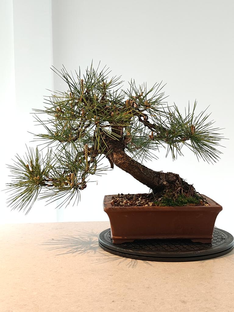 Japanse zwarte den bonsai, Tuin en Terras, Bloeit niet, Overige soorten, Minder dan 100 cm, Ophalen