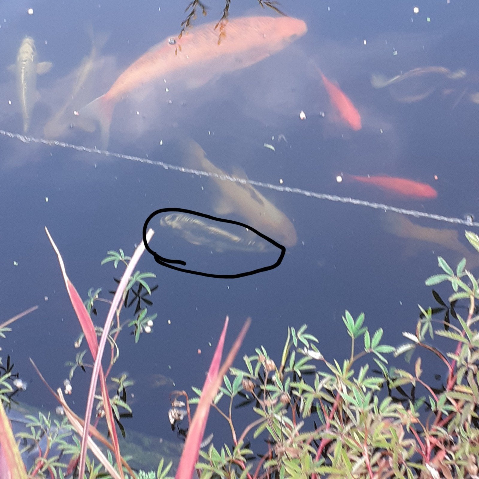 koi