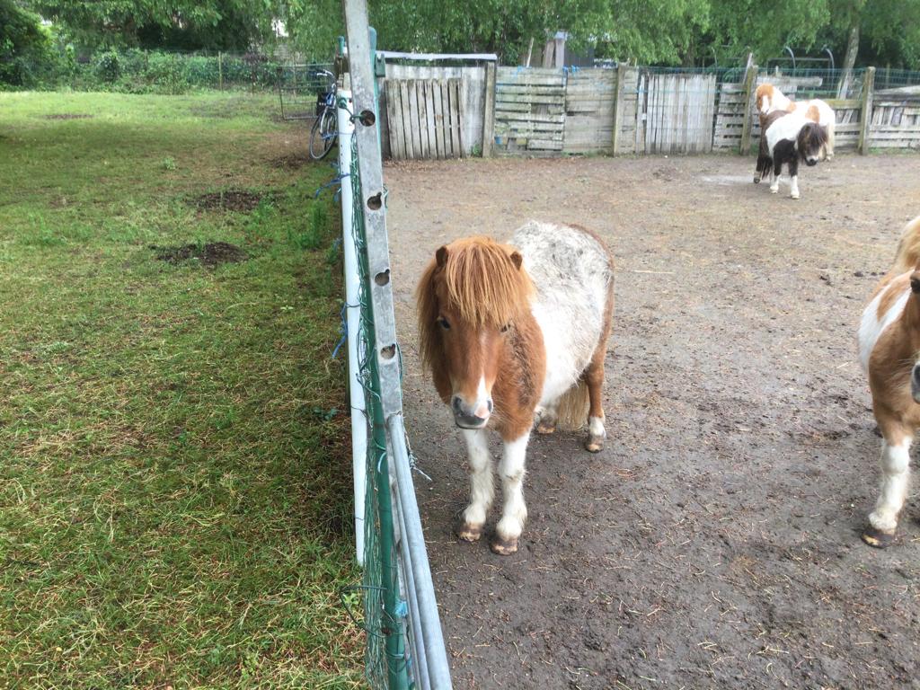 Pony, Dieren en Toebehoren, Merrie, A pony (tot 1.17m), Recreatiepony, Ontwormd