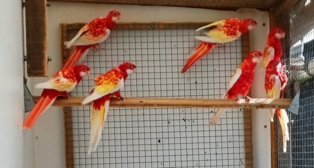 2026 de Rubino Rosella, Plusieurs animaux, Bagué