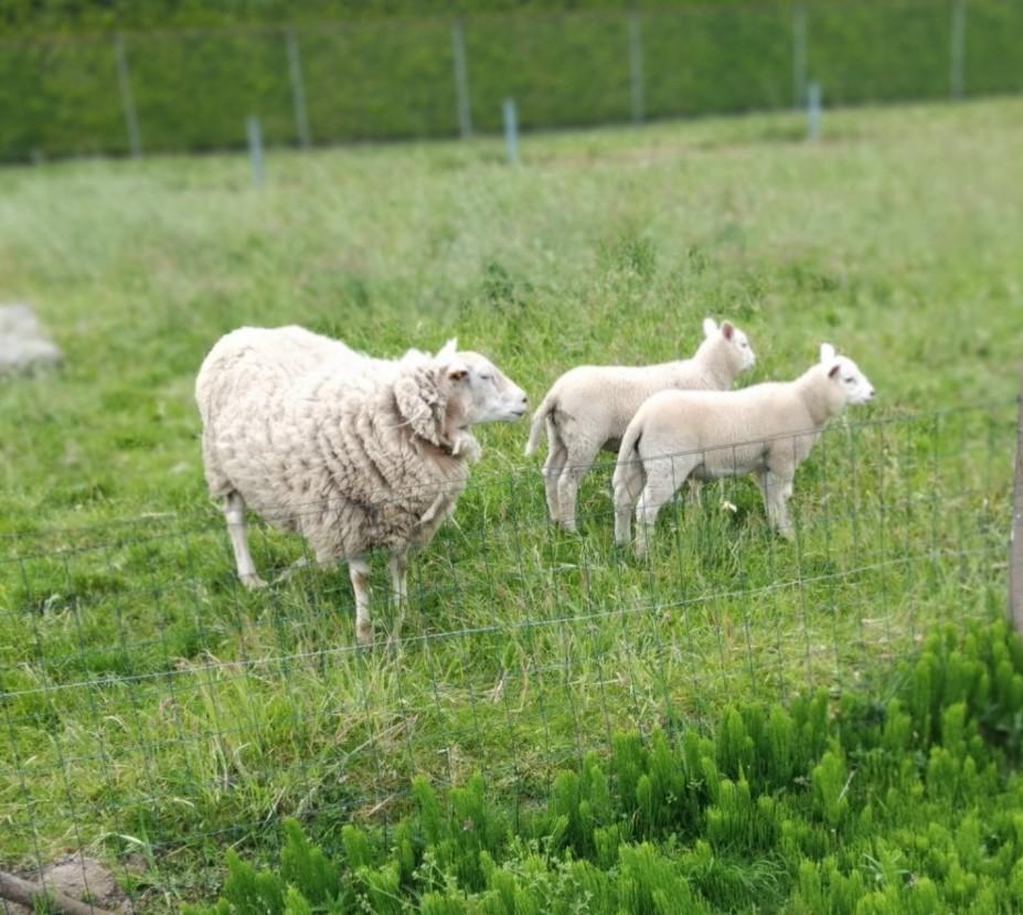schapen te koop, Plusieurs animaux, Mouton, 0 à 2 ans