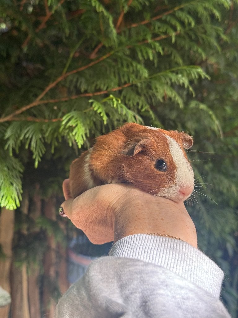 Cavia beertje, Août, Mâle, Cobaye