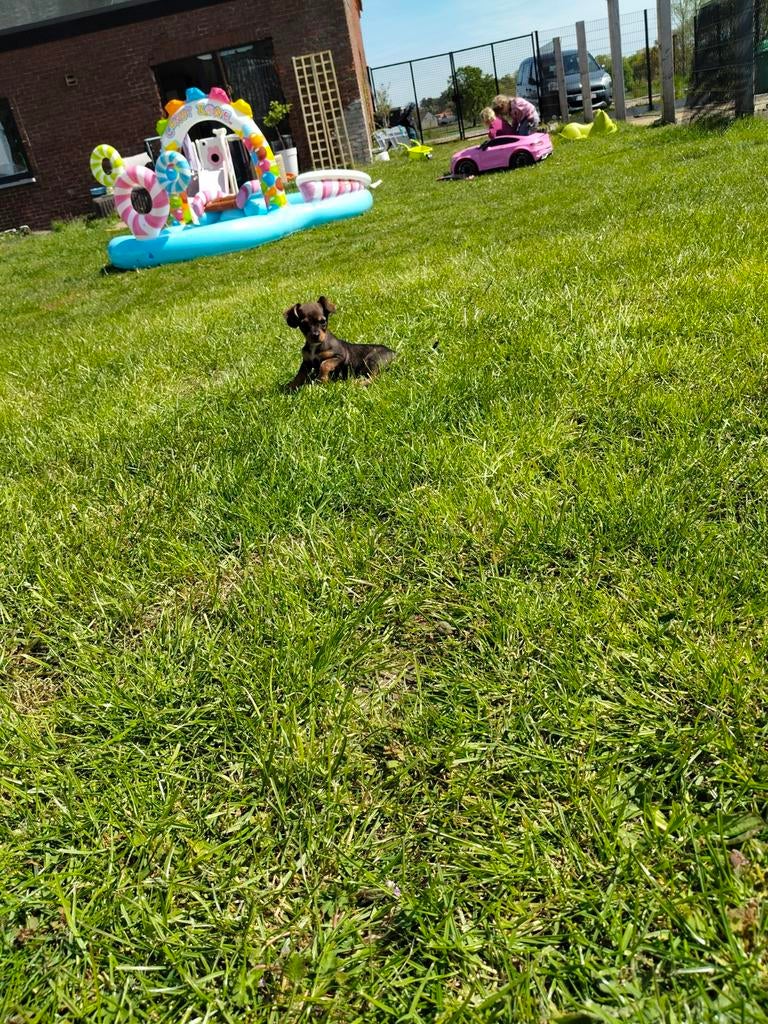 Teckel x pups, Dieren en Toebehoren, Honden | Teckels en Dashonden, België, Reu, 8 tot 15 weken, Meerdere