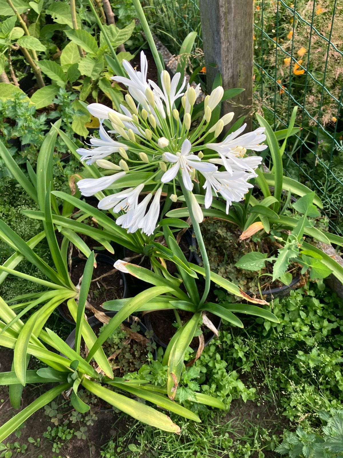 4 (witte) Agapanthus / Afrikaanse lelie in pot, Ophalen