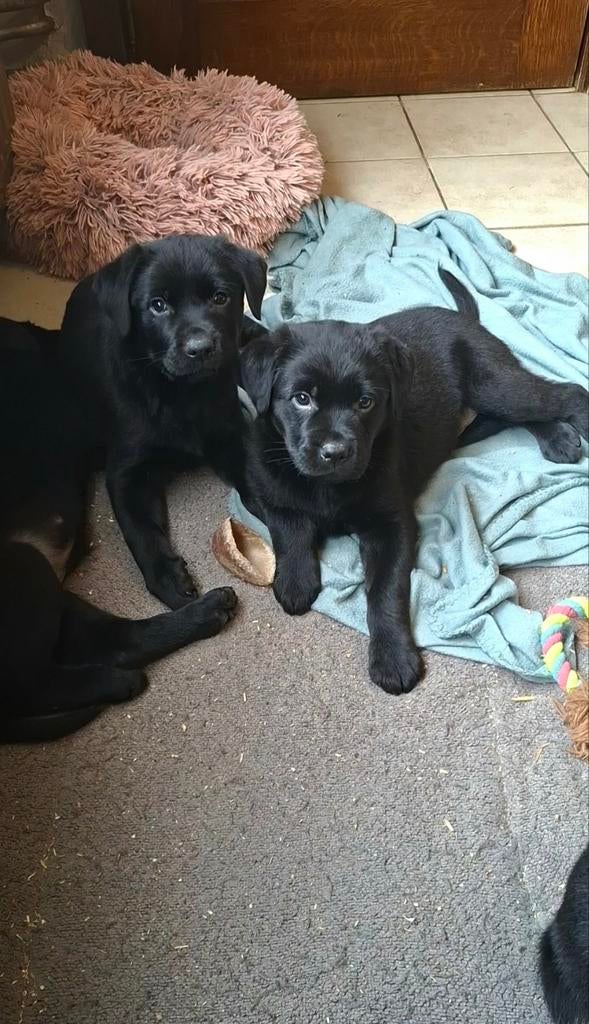 Leuke labrottie pups op boerderij ouders aanwezig, Parvo, België, 8 tot 15 weken, Meerdere
