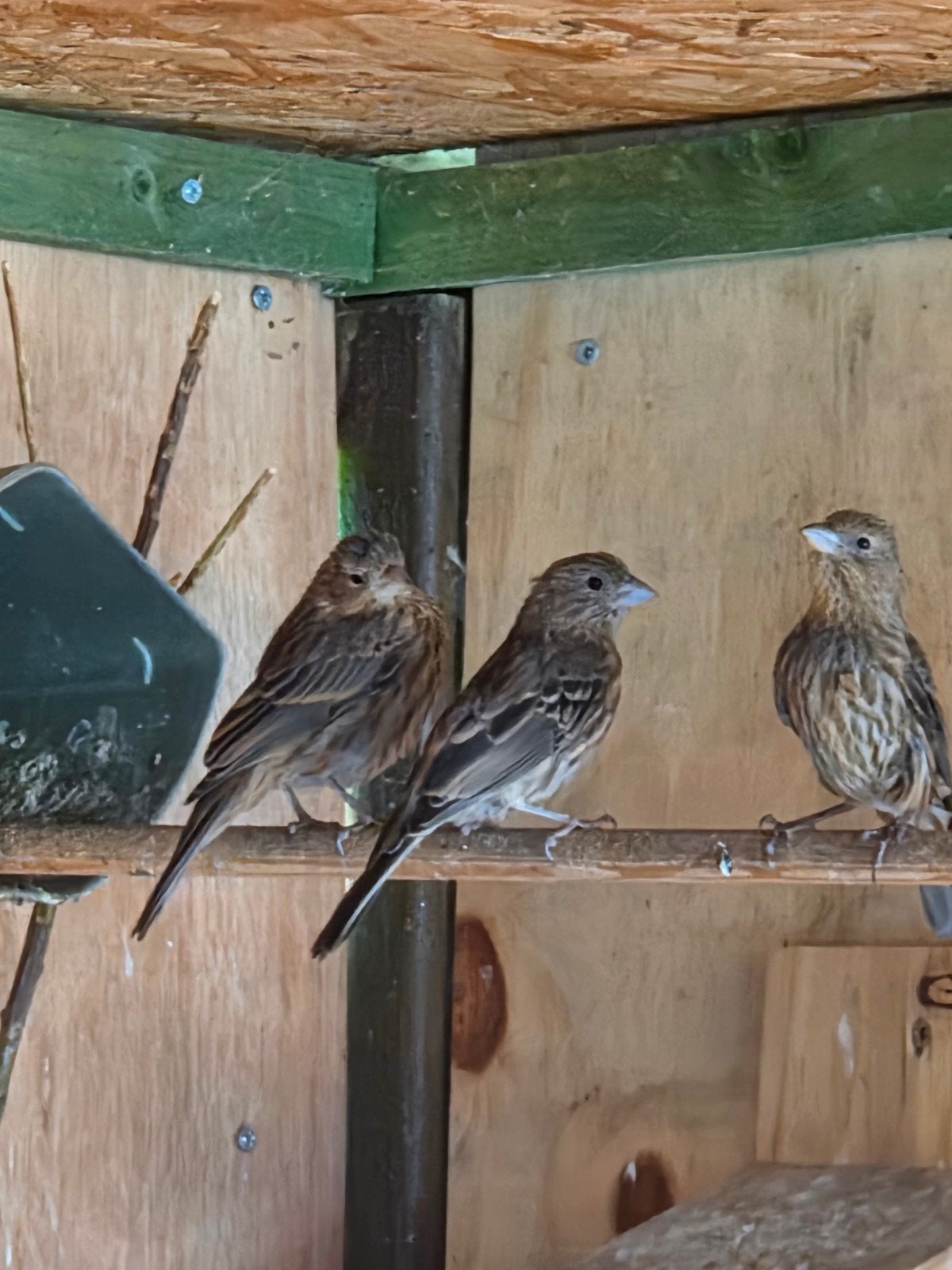 vogels exoten, Enlèvement