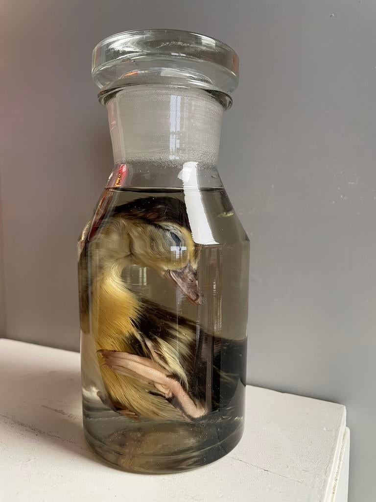 Sterkwaterpreparaat van een kuiken van een eend, Enlèvement ou Envoi, Neuf, Animal de ferme, Autres types