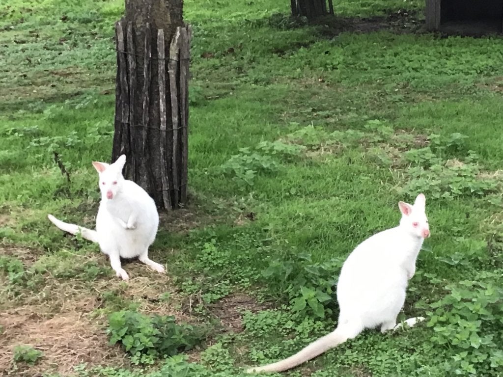 Te koop bennet wallaby wit man, Dieren en Toebehoren, April, Mannelijk