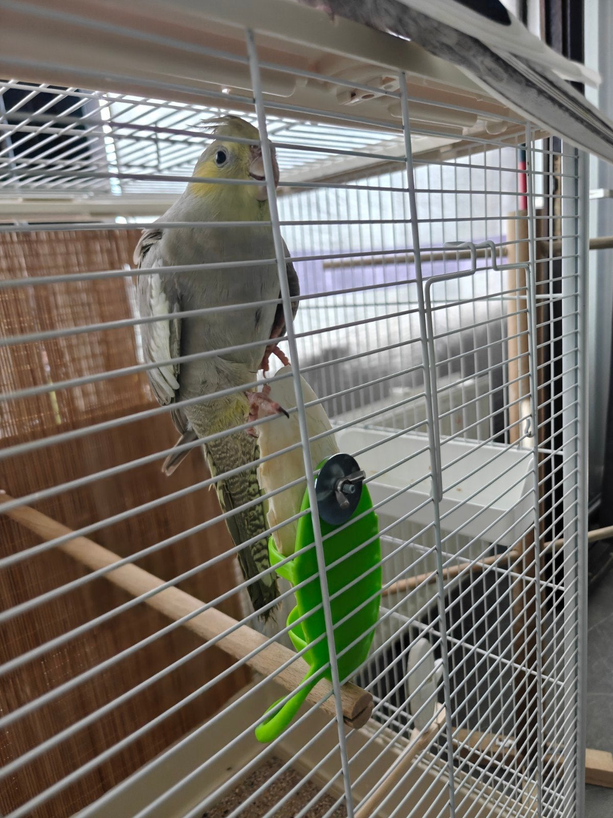 Couple calopsittes epp de 1 ans et demi, Animaux & Accessoires, Oiseaux | Accessoires, Enlèvement