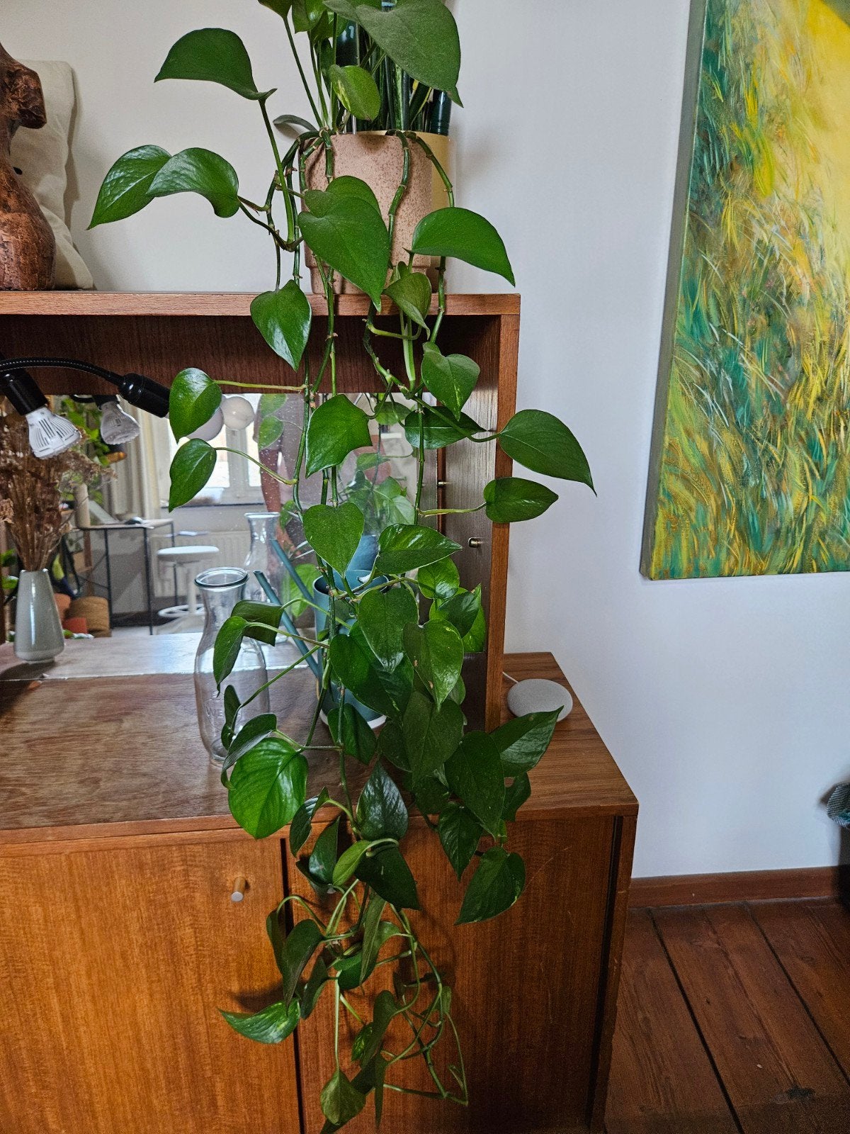 Diverse kamerplanten – pothos, sanseveria, ZZ-plant, stekjes, Ophalen