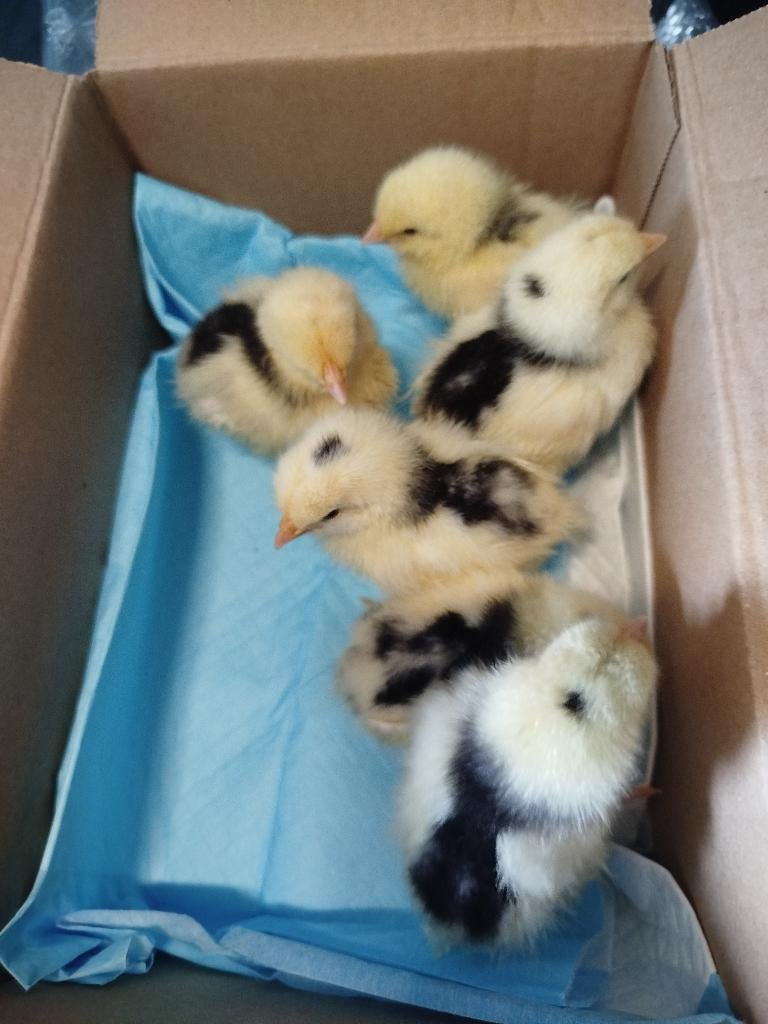Bonte leghorn, Dieren en Toebehoren