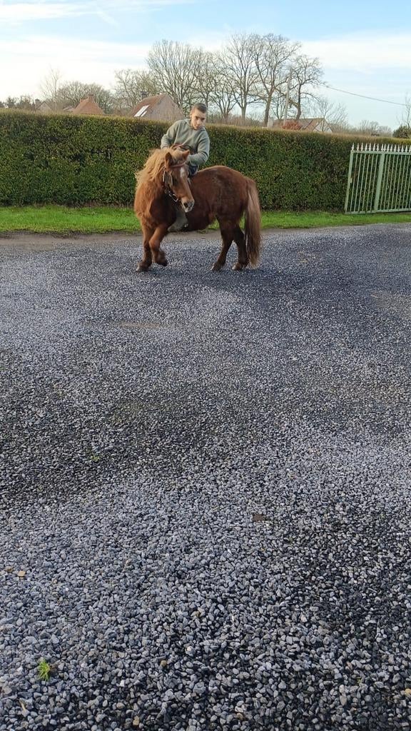 Gezel schap  shelander zogt merrie, Dieren en Toebehoren