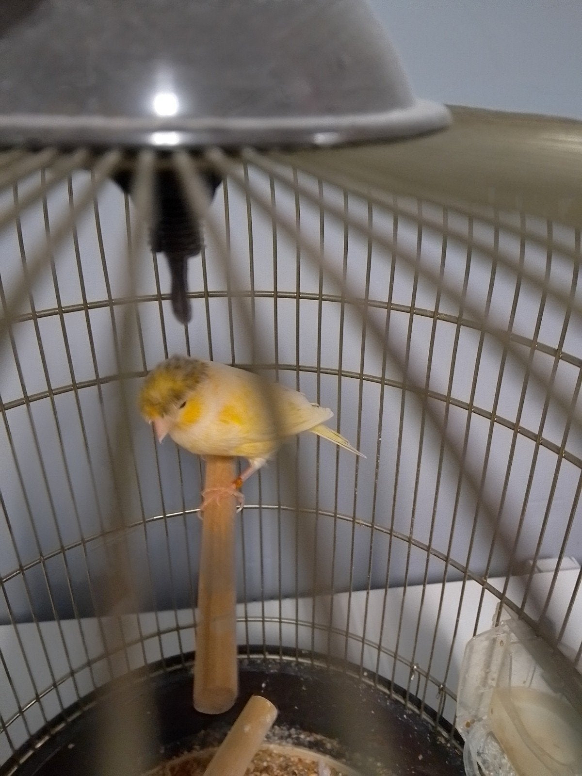 Très bonne capacité sifflante COLOR CANARIES avec ou sans CA, Animaux & Accessoires, Plusieurs animaux, Canari chanteur