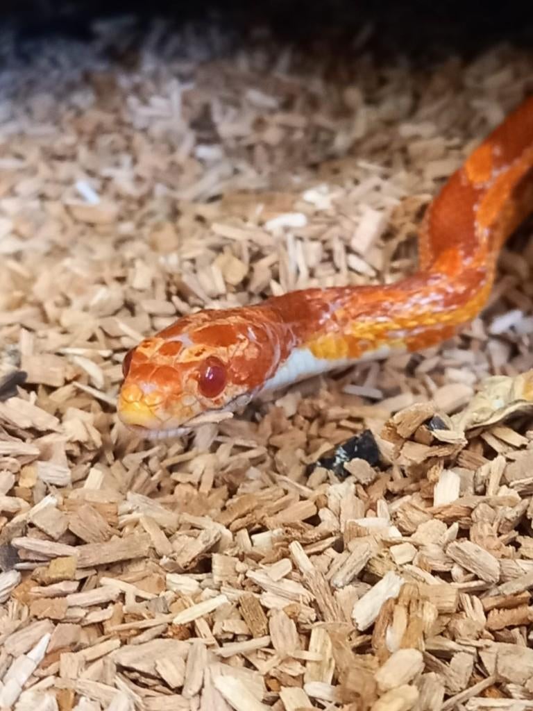 Lieve korenslang, Dieren en Toebehoren, Reptielen en Amfibieën, Slang, Met terrarium, 0 tot 2 jaar
