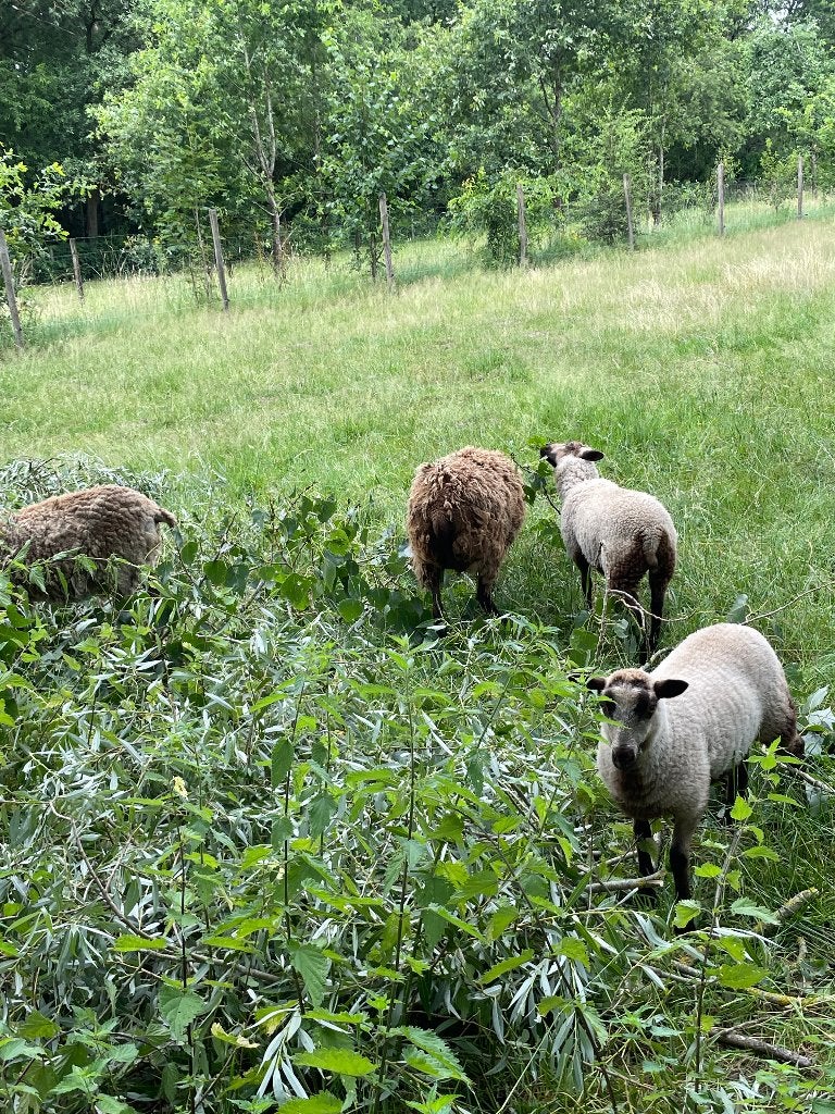 2 shetland ooien, Animaux & Accessoires, Moutons, Chèvres & Cochons, Mouton, Femelle, 0 à 2 ans
