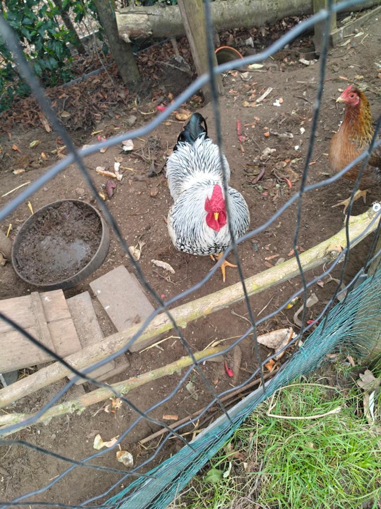 Wyandotte haan, Dieren en Toebehoren, Pluimvee