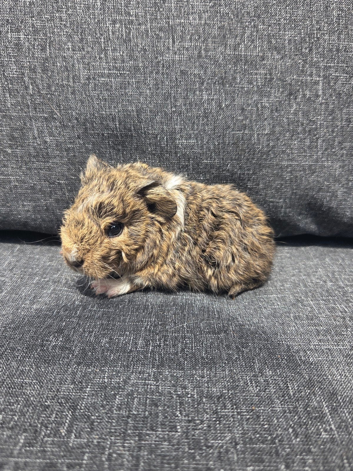 Nederland jong cavia zeugje, Dieren en Toebehoren, Cavia, Juli, Vrouwelijk, Tam