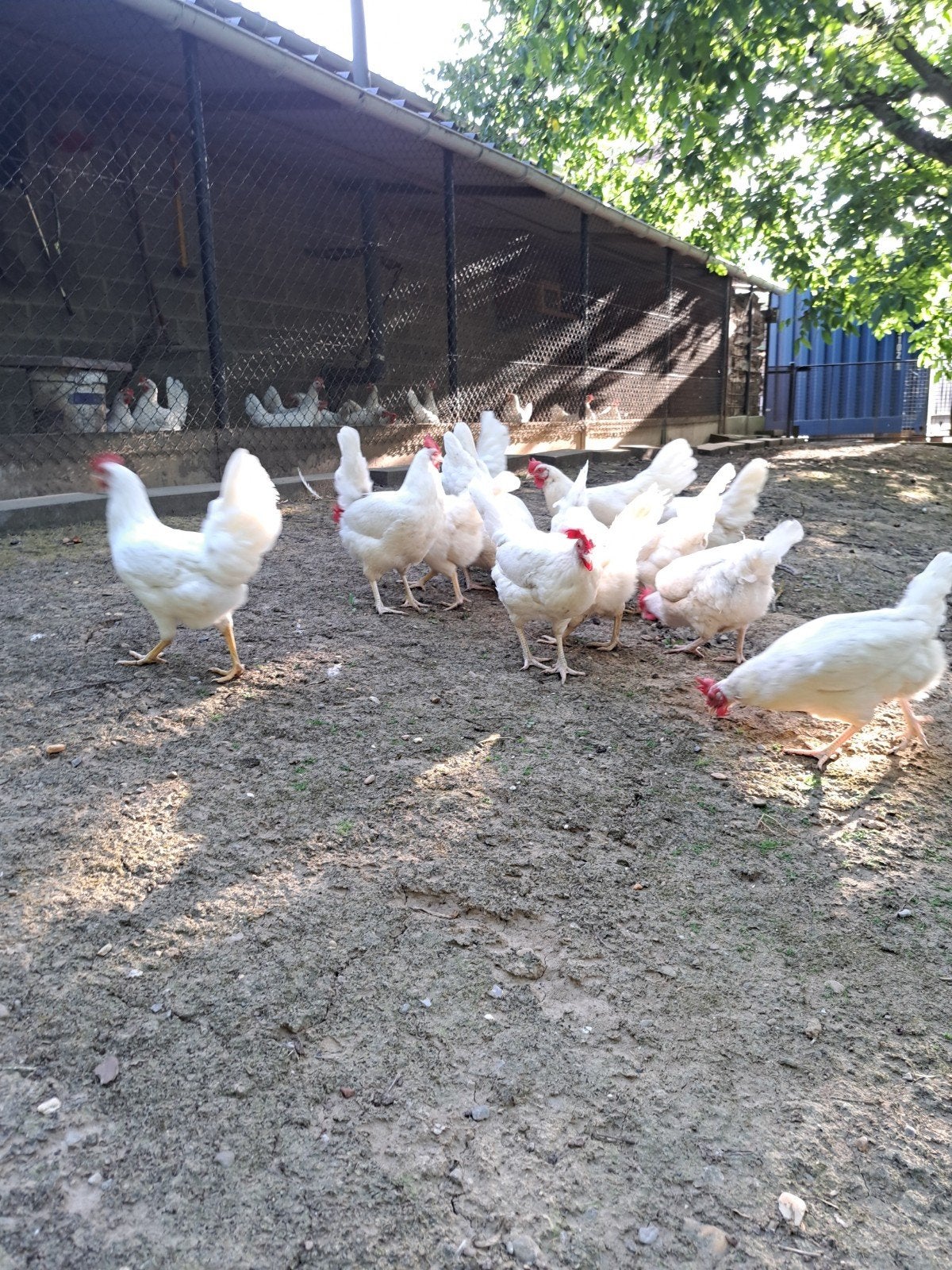 jonge legkippen witte leghorn, Vrouwelijk, Kip
