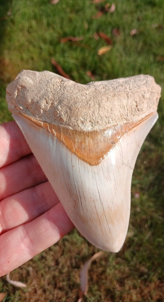 Magnifique fossile de dent de requin Megalodon, Collections, Enlèvement ou Envoi, Fossile