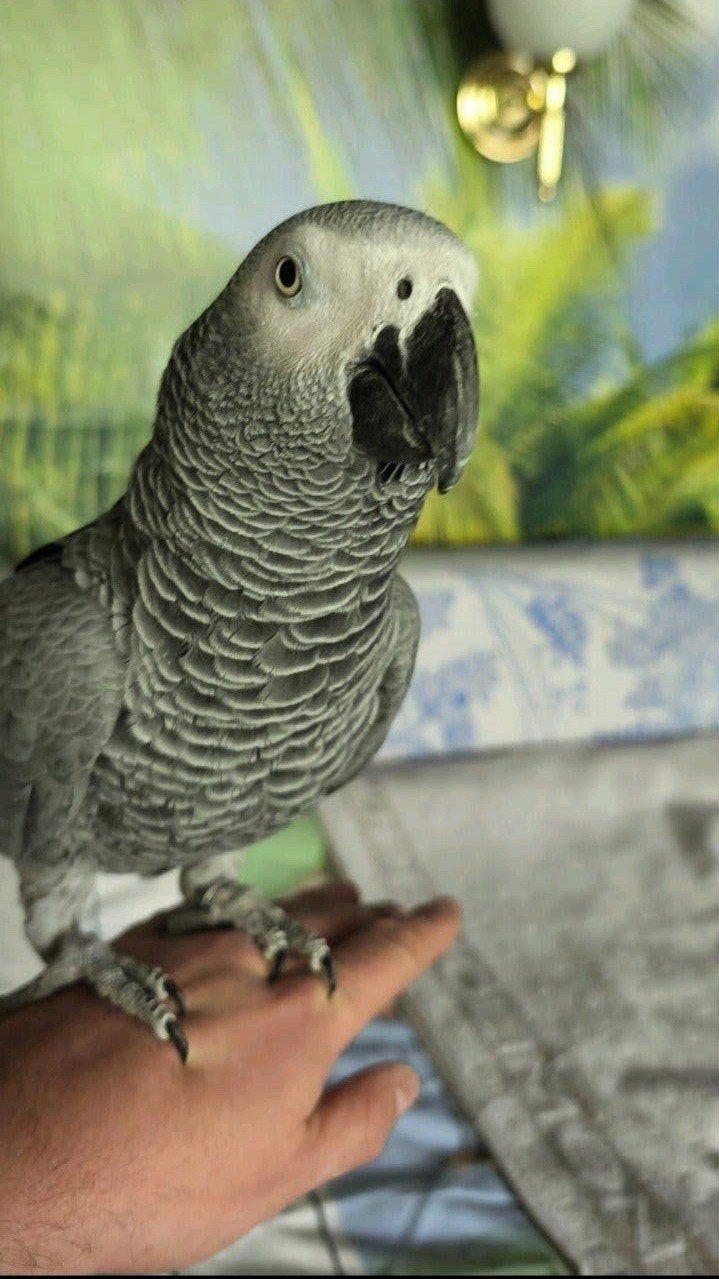 Gris de Gabon, Animaux & Accessoires